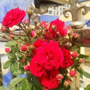DUANG!我新添加了一棵“蔷薇”到我的“花园”，这是它的第一篇成长志,还请花友们多多关照噢！