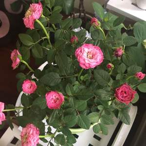 我新添加了一棵“小球玫瑰”到我的“花園”。
