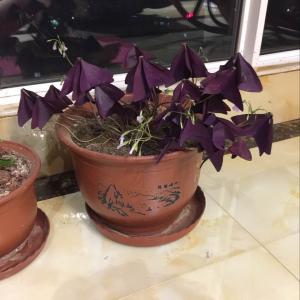 我新添加了一棵“紫花”到我的“花园”