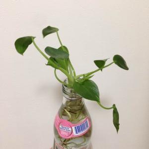 제가 새로운 식물 “필로덴드론 카니폴리움”한 그루를 나의 “화원”에 옴겼어요. 
