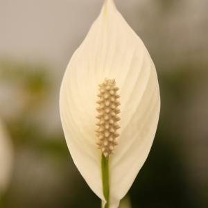 Name: Peace Lily
Latin: Spathiphyllum cochlearispathum
Origin: South America
Plant height: 30 - 50 cm
Reproduction:  #Division  
Difficulty level:  #Medium  
Tags:  #SouthAmerica   #Spathiphyllumcochlearispathum  

