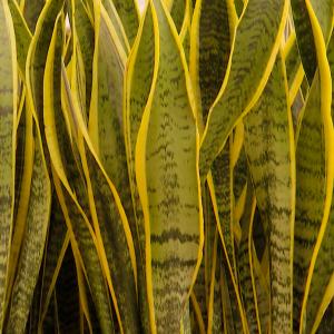 Name: Snake Tongue
Latin: Sansevieria hyacinthoides
Origin: Africa
Plant height: 25 - 100 cm
Reproduction:  #Division  
Difficulty level:  #Easy  
Tags:  #Africa   #Sansevieriahyacinthoides  

