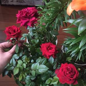 我新添加了一棵“红玫瑰”到我的“花園”。