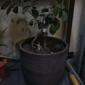 我新添加了一棵“小叶榕”到我的“花园”
