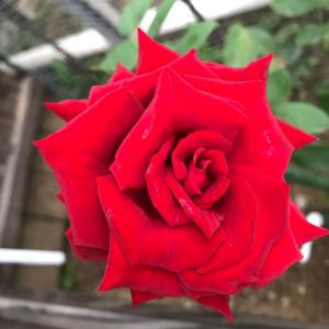 我新添加了一棵“玫瑰 卡罗拉”到我的“花园”