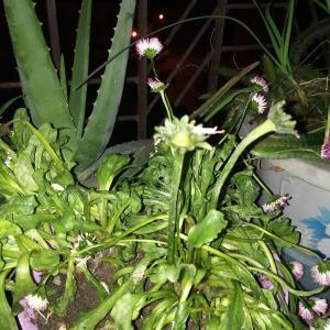 我新添加了一棵“乒乓菊”到我的“花园”