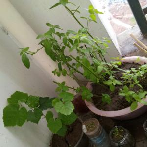 我新添加了一棵“薄荷和葡萄苗”到我的“花园”