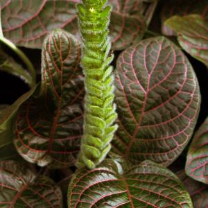 Name: Nerve Plant
Latin: Fittonia verschaffeltii
Origin: South America
Plant height: 10 - 15 cm
Reproduction:  #Stems  
Difficulty level:  #Easy  
Tags:  #SouthAmerica   #Fittoniaverschaffeltii  

