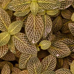 Name: Silver Nerve Plant
Latin: Fittonia argyroneura
Origin: South America
Plant height: 10 - 15 cm
Reproduction:  #Stems  
Difficulty level:  #Pro  
Tags:  #SouthAmerica   #Fittoniaargyroneura  

