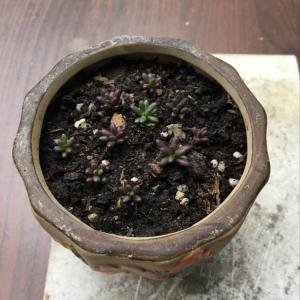 我新添加了一棵“紫米”到我的“花园”