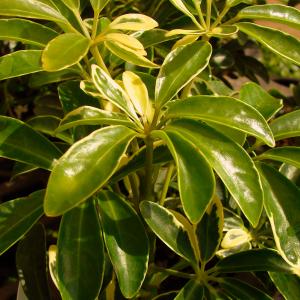Name: Dwarf schefflera
Latin: Schefflera arboricola
Origin: Asia
Plant height: 80 - 150 cm
Reproduction:  #Layering  
Difficulty level:  #Easy  
Tags:  #Asia   #Scheffleraarboricola  


