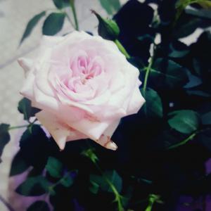 我新添加了一棵“玫瑰🌹”到我的“花园”