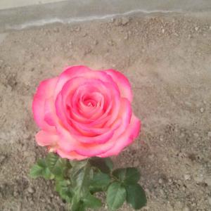 我新添加了一棵“玫瑰(黄红渐变)”到我的“花园”