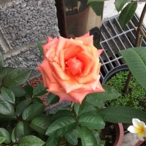 我新添加了一棵“玫瑰”到我的“花園”。