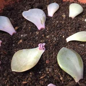 Perle babies in the making