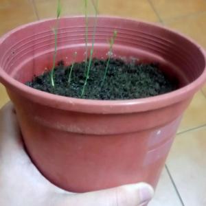 我新添加了一棵“蘆筍”到我的“花園”。
