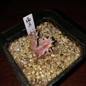 萝藦科 缟马 Huernia zebrina ssp. zebrina