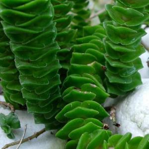 名称:  #绿宝塔  
英文名：crassula Green Pagoda 
科:  #景天科  
属:  #青锁龙属  
种植难度:  #容易  
生长季:  #冬型种  
