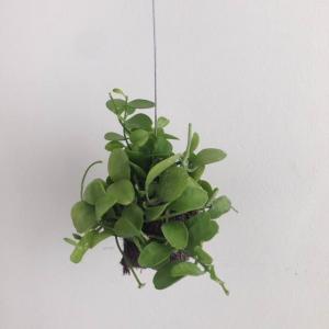 제가 새로운 식물 “디시디아 그린”한 그루를 나의 “화원”에 옴겼어요. 