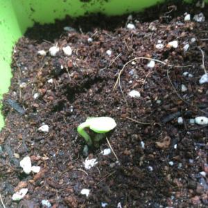제가 새로운 식물 “토마토”한 그루를 나의 “화원”에 옴겼어요. 