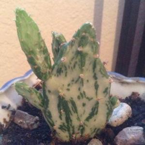 Variegated Opuntia Cactus
