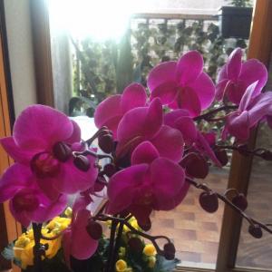 Orchidea falena