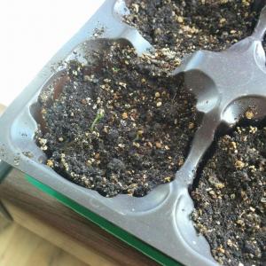 First sprouts