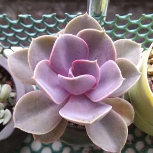 我新添加了一棵“紫珍珠(红心莲)”到我的“花园”