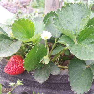 我新添加了一棵“草莓”到我的“花园”
