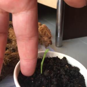 我新添加了一棵“香豌豆”到我的“花园”