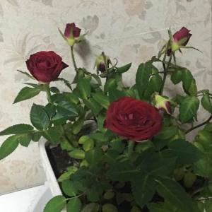 DUANG!我新添加了一棵“红色刺玫”到我的“花园”，这是它的第一篇成长志,还请花友们多多关照噢！