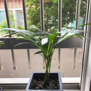 제가 새로운 식물 “아레카야자”한 그루를 나의 “화원”에 옴겼어요. 