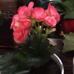 我新添加了一棵“西瓜红玫瑰海棠”到我的“花园”