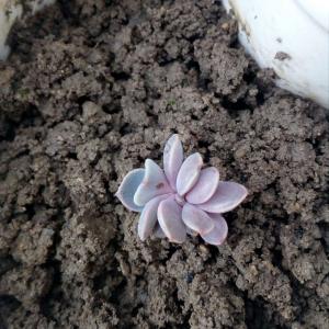 我新添加了一棵“紫珍珠”到我的“花园”