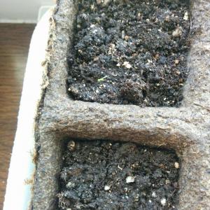 First sprout. This 4 peat pots are very nonwatertight and soil is always wet. Its good for seeds
