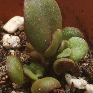 Two close up views and a scale image. Is it normal for Crassula ovata to still be this small after one year?