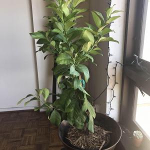 Brand new Eureka Dwarf Lemon Tree (3 yr from Four Winds Growers) was left unwatered for 2 weeks by my plant sitter and I'm DEVASTATED. The top leaves dried up and I pruned it but not sure what else to do... Live in SF with decent sun exposure.

Help! 🙏🏼

 #Citrusmitis   #Citrusmeyeri   #lemon  

Pictures: 
1. current state:  pruned & 1,000 ml water
2. post-plant sitter: minus 2 wks water
3. original condition: prior to leaving

 @GFinger   
How do I revive it?
How much water should I give it & how often?