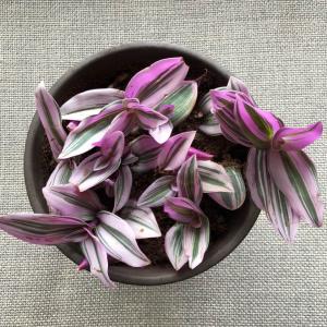 Tradescantia cerinthoides ‘Lilac’ (christian)