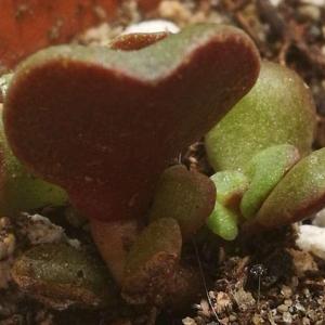 Two close up views and a scale image. Is it normal for Crassula ovata to still be this small after one year?