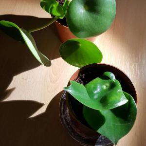Philomena had two damaged leafs, so i cut them of and used them for propagation