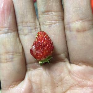 最大的一颗草莓 🍓😕，怎么没有别人的大啊