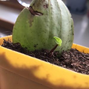 Peperomia Argyreia “Watermelon” <Leafcutting>