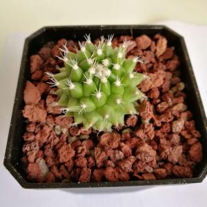Mammillaria polythele 断琴丸