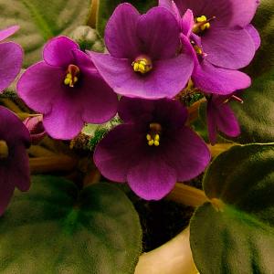 Name: African violet
Latin: Saintpaulia hybrida
Origin: Africa
Plant height: 6 - 25 cm
Reproduction:  #Stems  
Difficulty level:  #Medium  
Tags:  #Africa   #Saintpauliahybrida  

