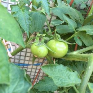 我新添加了一棵“番茄-家普通”到我的“花园”