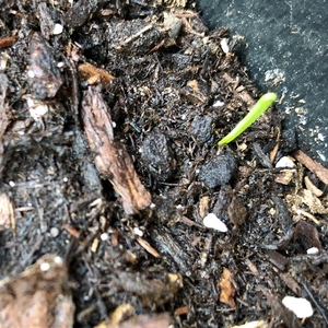First sprout!