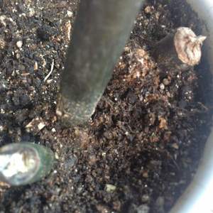 嫩芽长高了不少。松土加加蛋壳做肥料时发现的另外两个还没冒出土的芽也长大了一点点。根部在此前萎缩了的根球处，也长出了厚实的新根球。总算是缓过劲儿来了。