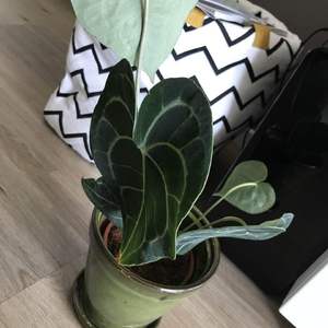 A new leaf! The second one since i got it.