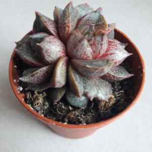 Not easy to see but it was crested before becoming a 3-head echeveria.