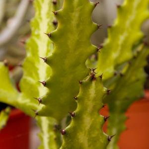 Name: Elkhorn
Latin: Euphorbia lactea
Origin: Asia
Plant height: 50 - 200 cm
Reproduction:  #Layering  
Difficulty level:  #Easy  
Tags:  #Asia   #Euphorbialactea  

